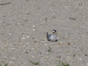 An adult least tern sits on its nest, looking very unhappy by our presence