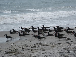 Colony of black skimmers by the water at Sea View Harbor Marina, Somer's Point.